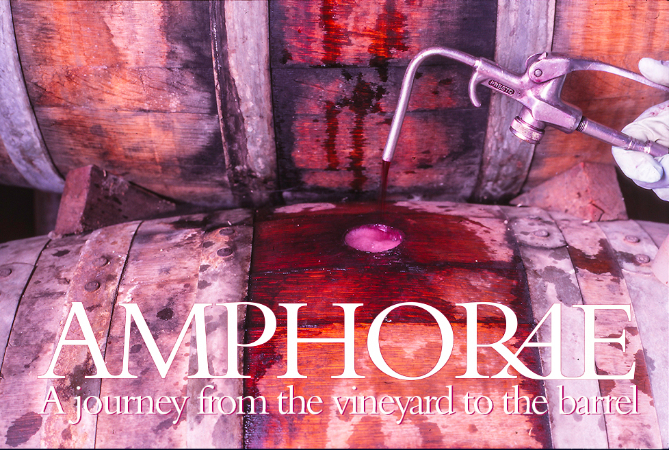 Amphorae Project A Journey from the vineyard to the barrel