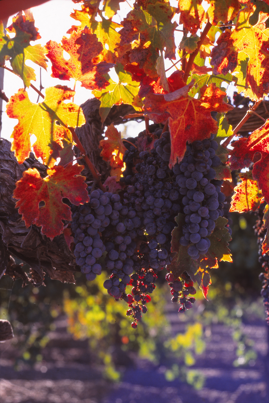  Amphorae CabernatSauvignon on the late summer vines